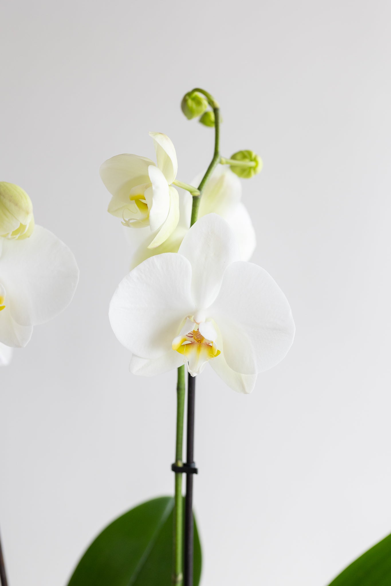THE FLORENCE ORCHID BOWL