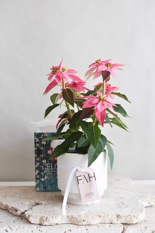 WEEKEND SPECIAL: PINK POINSETTIA PLANT
