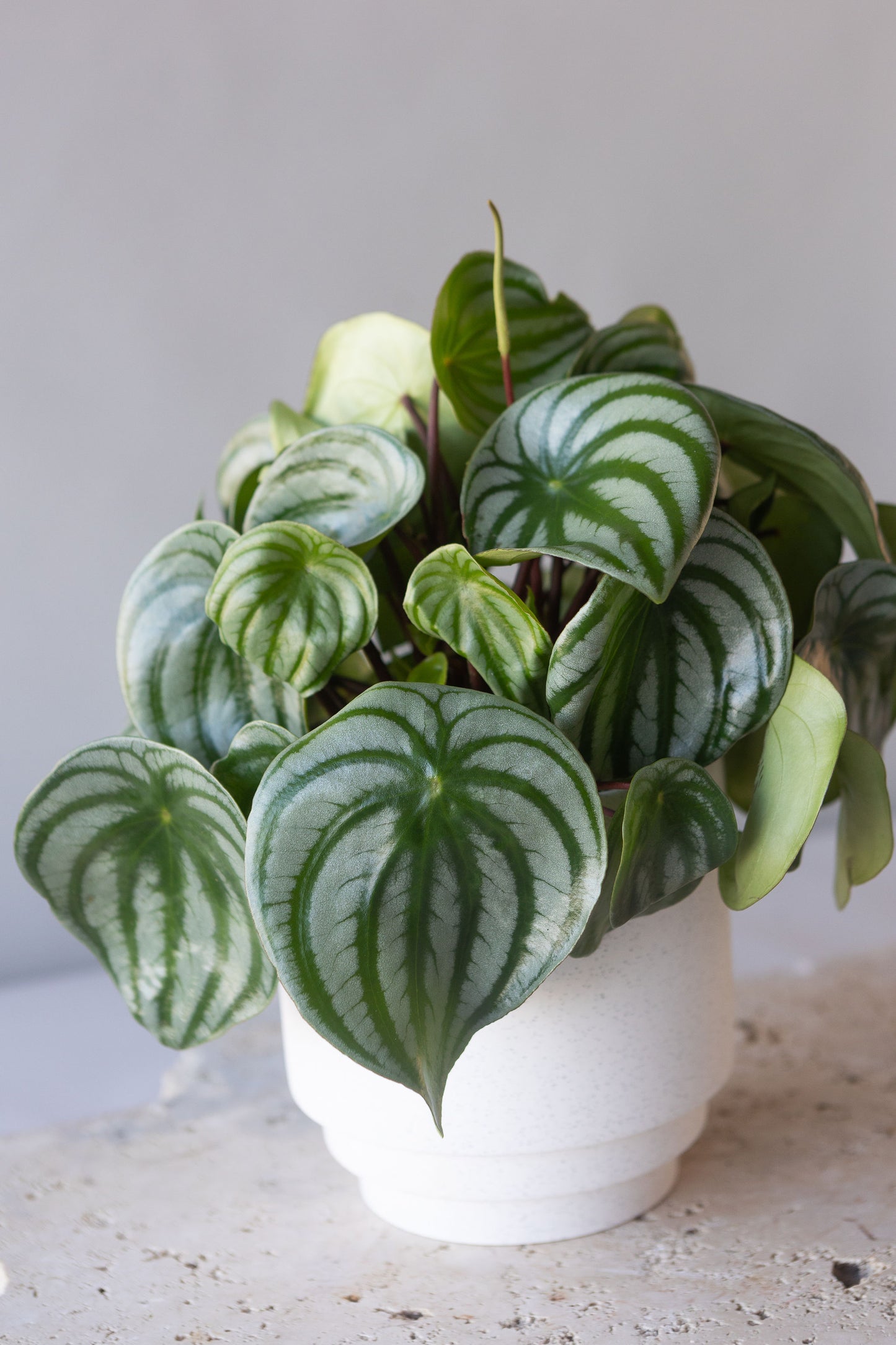 PEPEROMIA WATERMELON PLANT