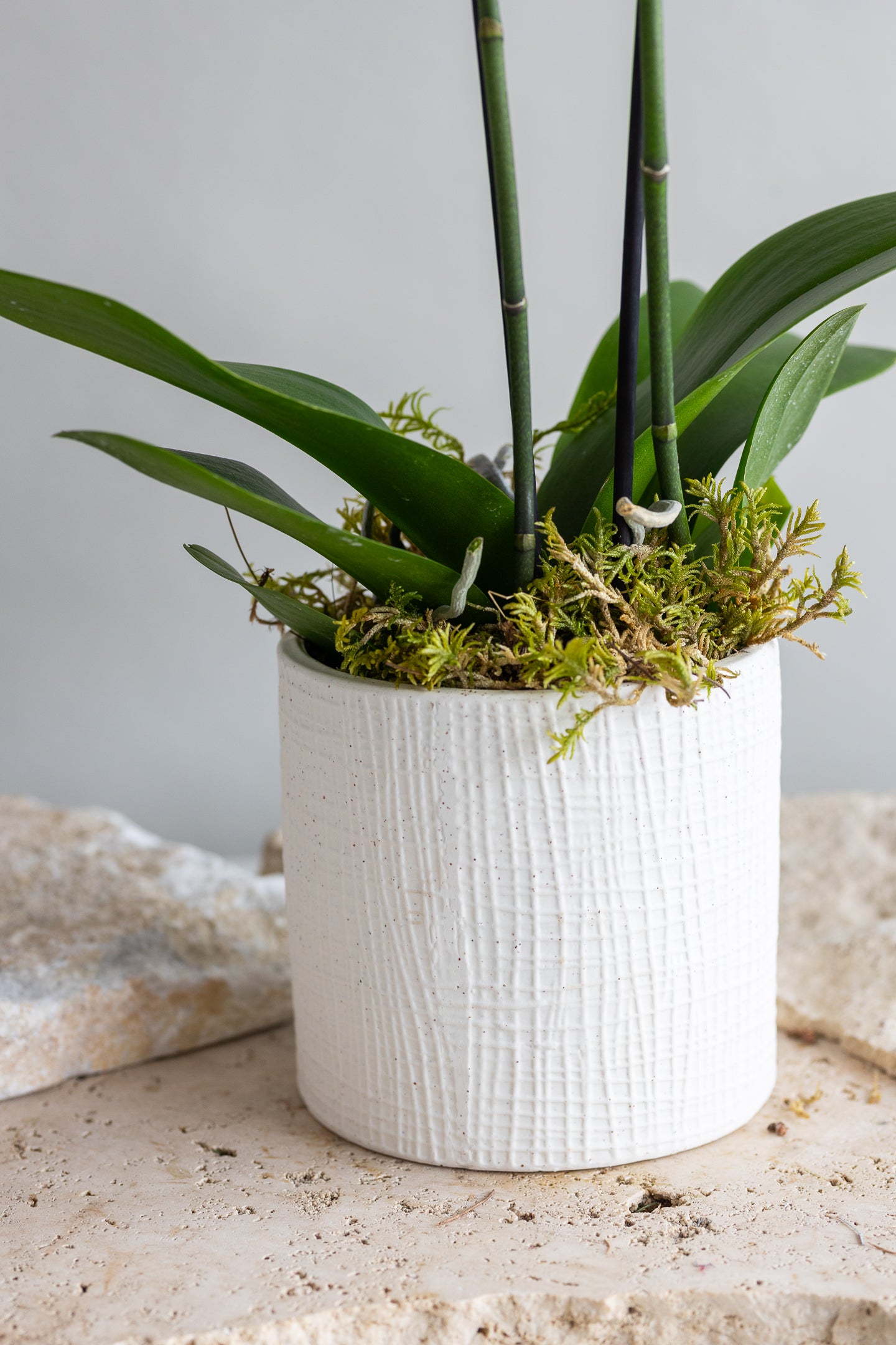 DOUBLE STEM PHALAENOPIS PLANT: WHITE