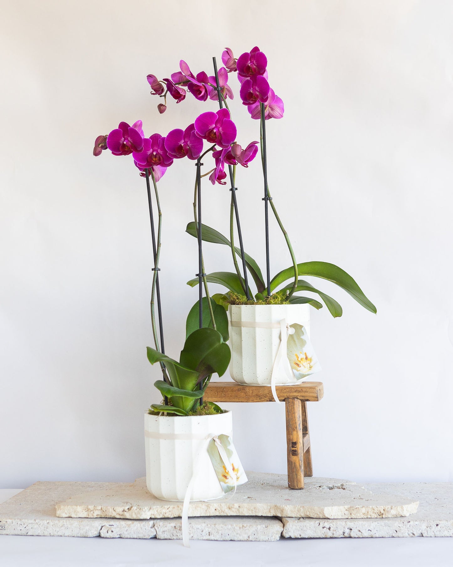 DOUBLE STEM PHALAENOPIS PLANT: FUCHSIA