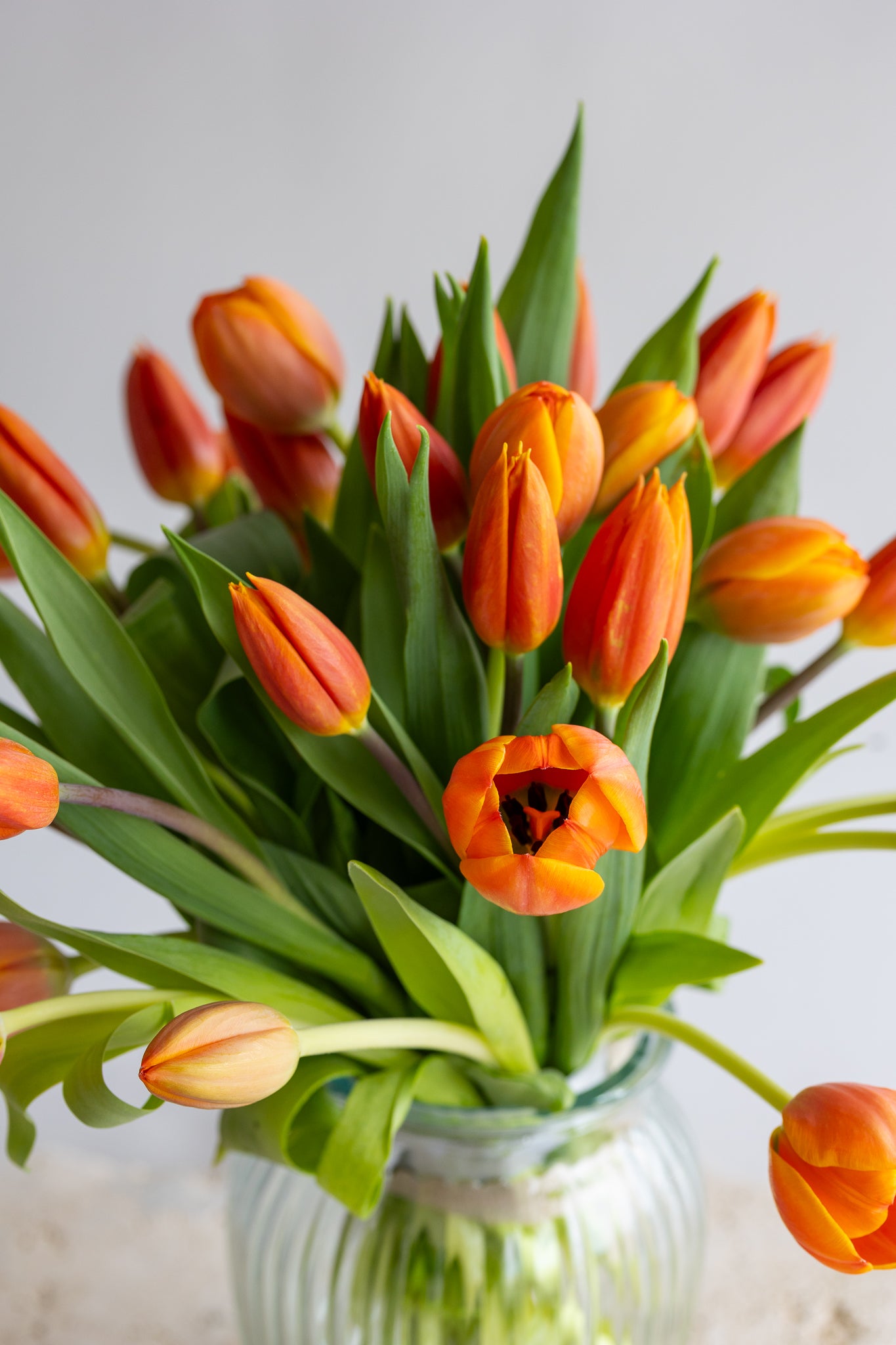 TULA: DUTCH PRIDE