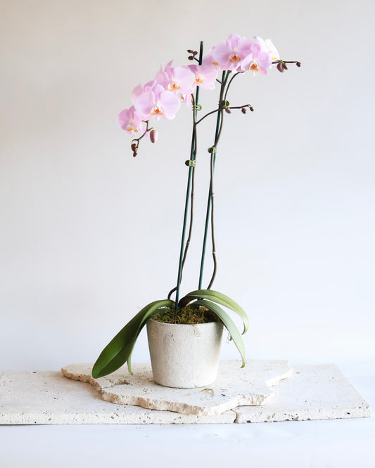SOFT PINK BRANCHING PHALAENOPSIS ORCHID PLANT