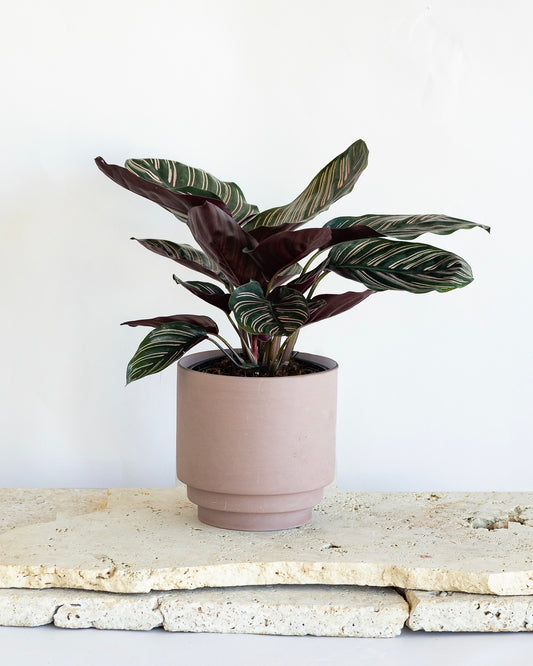 CALATHEA ORNATA