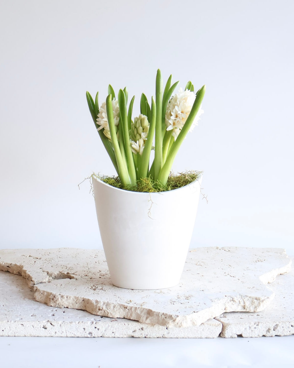 WEEKEND SPECIAL: WHITE HYACINTH PLANT