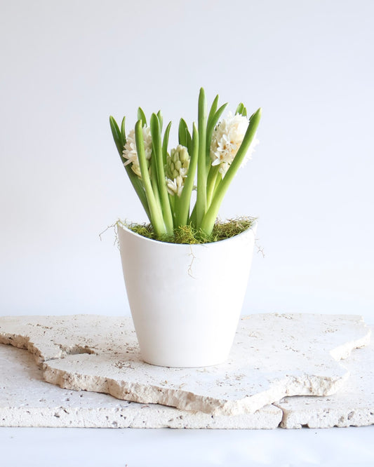 WEEKEND SPECIAL: WHITE HYACINTH PLANT