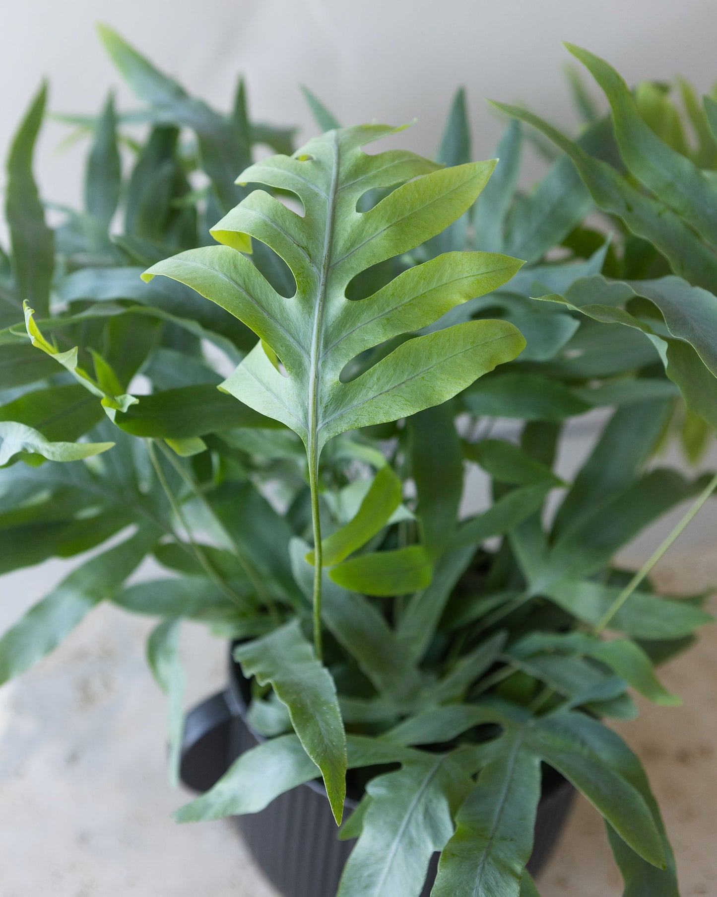 BLUE STAR FERN PLANT