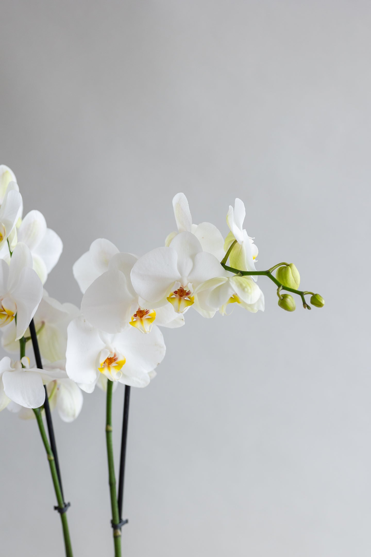 DOUBLE STEM PHALAENOPIS PLANT: WHITE