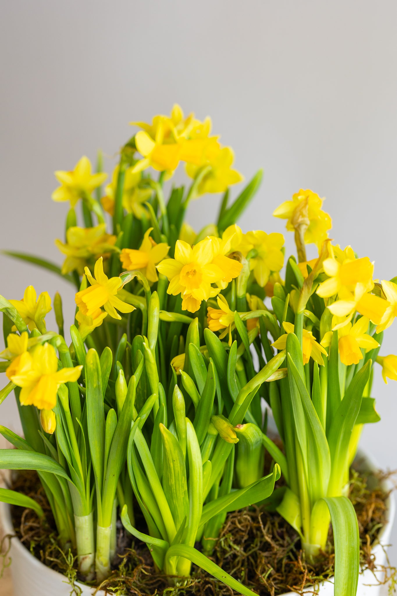 TÊTE-À-TÊTE TRIPLE DAFFODIL BOWL