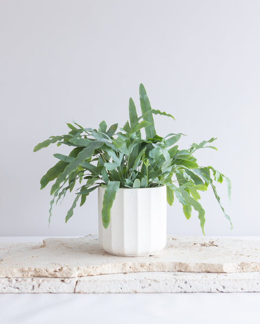 BLUE STAR FERN PLANT