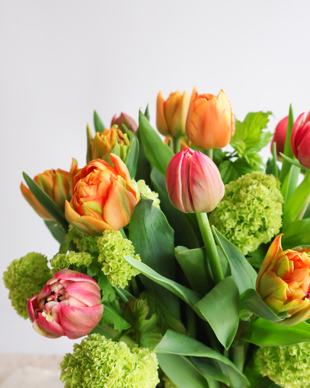 WEEKEND SPECIAL: DOUBLE TULIP DAYDREAM