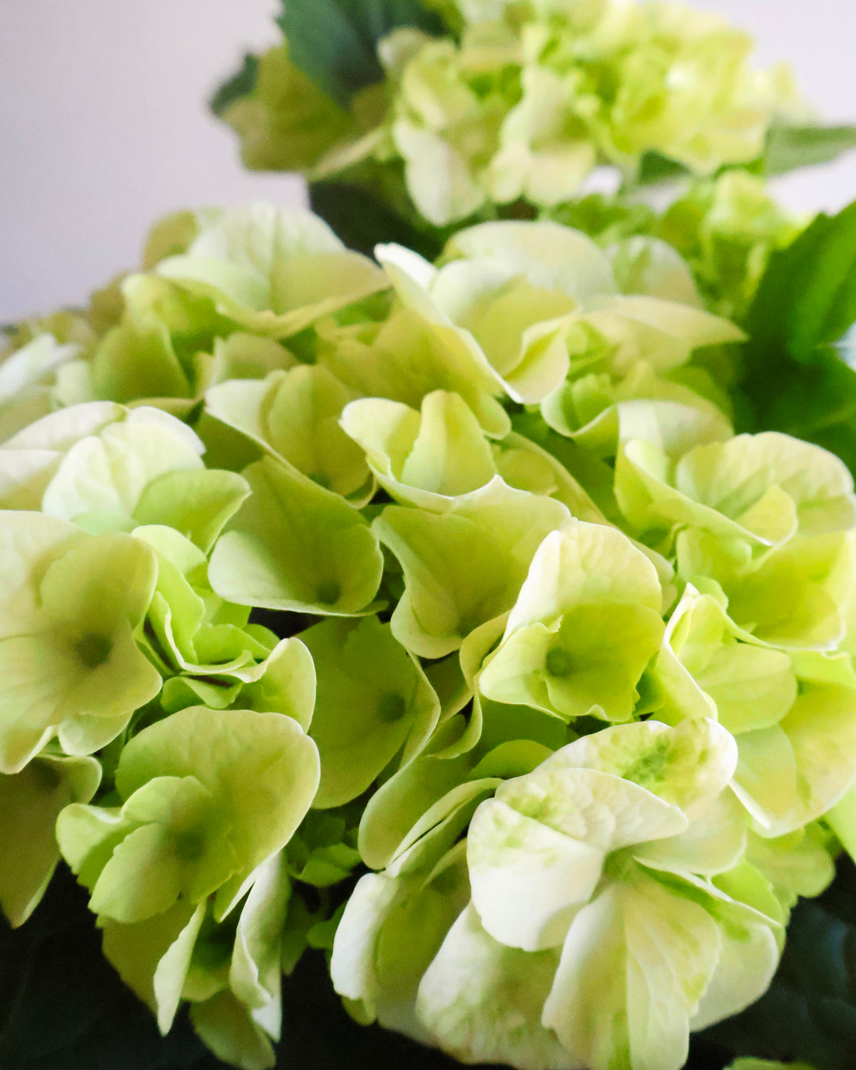 WEEKEND SPECIAL: HYDRANGEA PLANTS