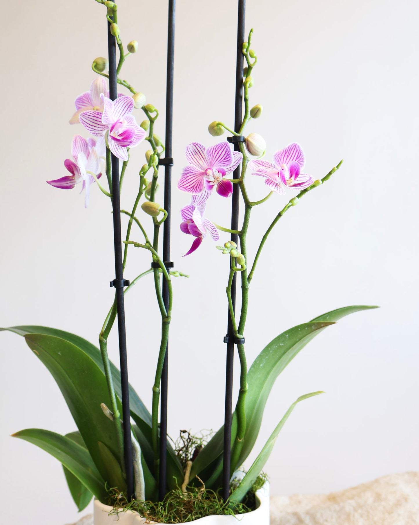 WEEKEND SPECIAL: PINK MOSAIC PHALAENOPSIS ORCHID