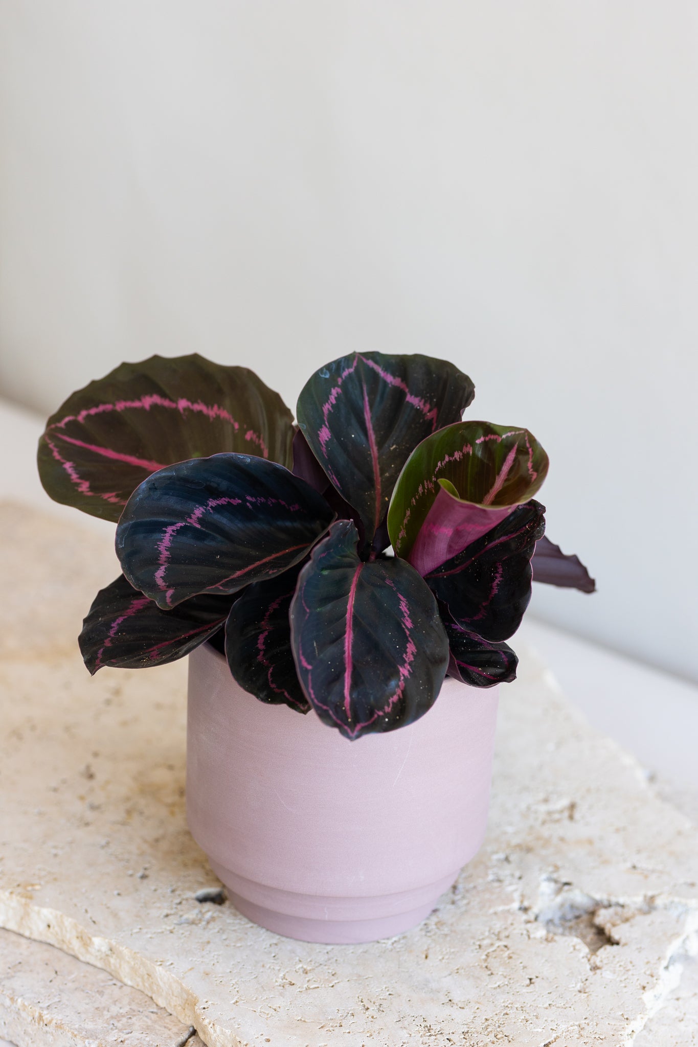 CALATHEA DOTTIE