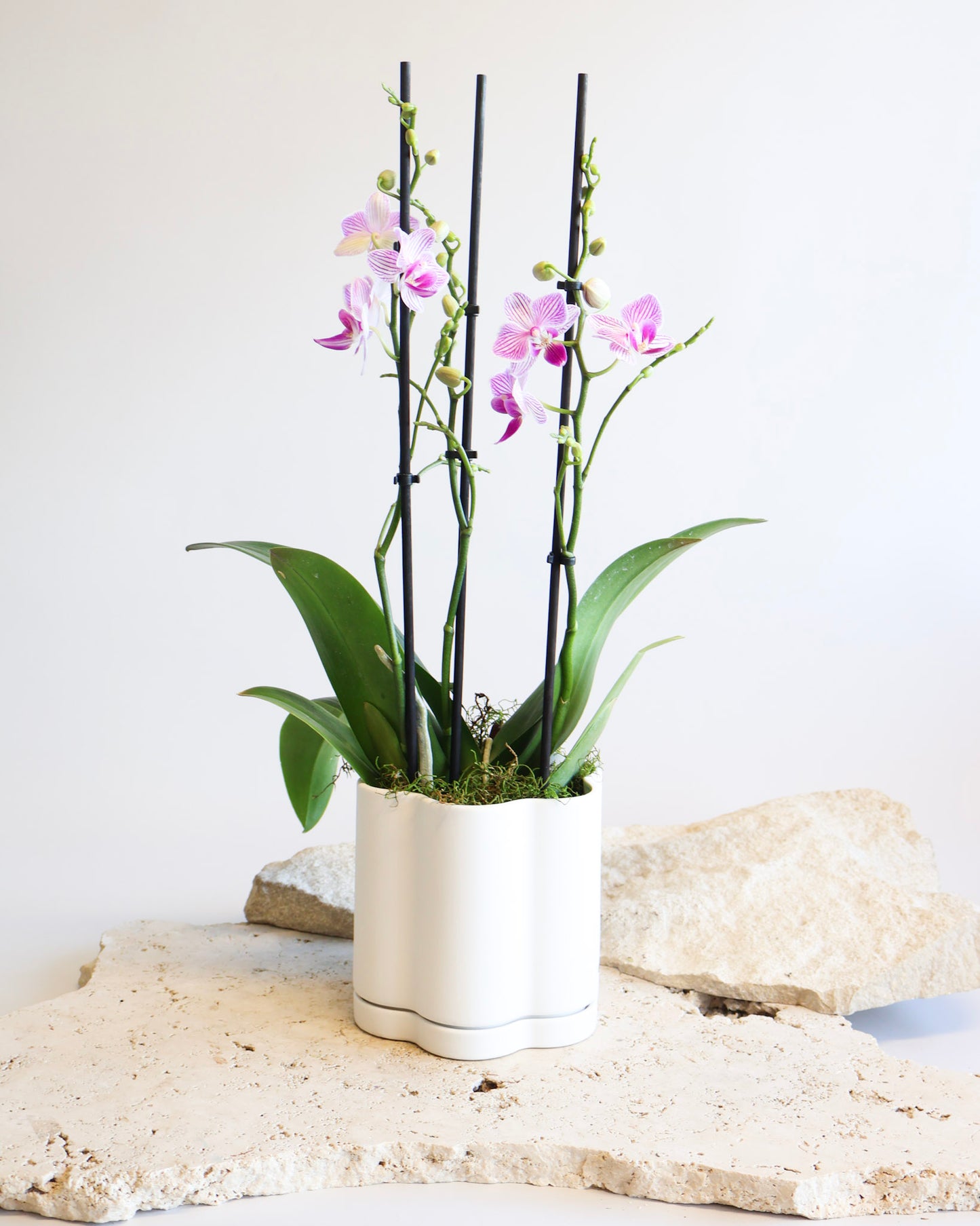 WEEKEND SPECIAL: PINK MOSAIC PHALAENOPSIS ORCHID
