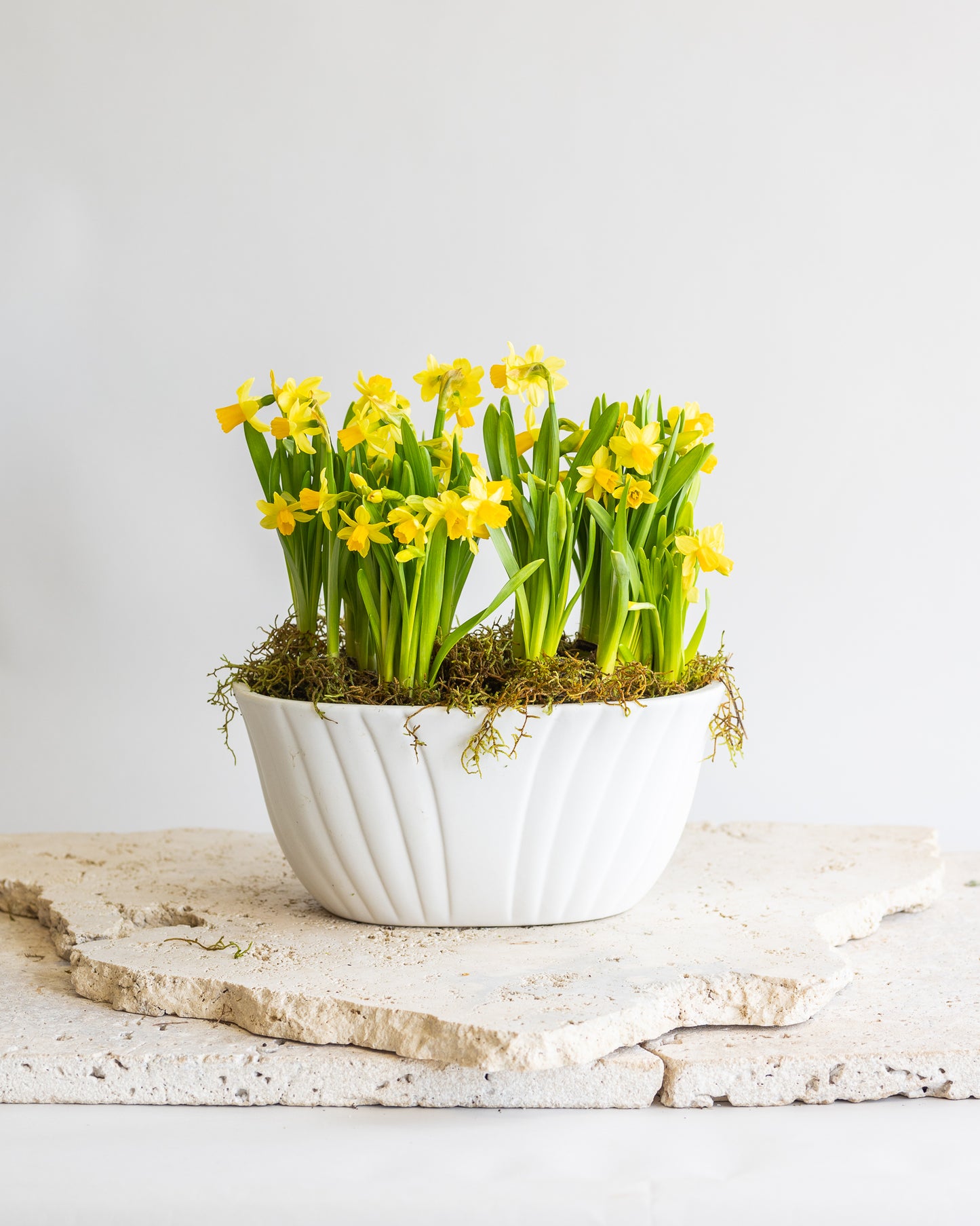 TÊTE-À-TÊTE DOUBLE DAFFODIL PLANTER