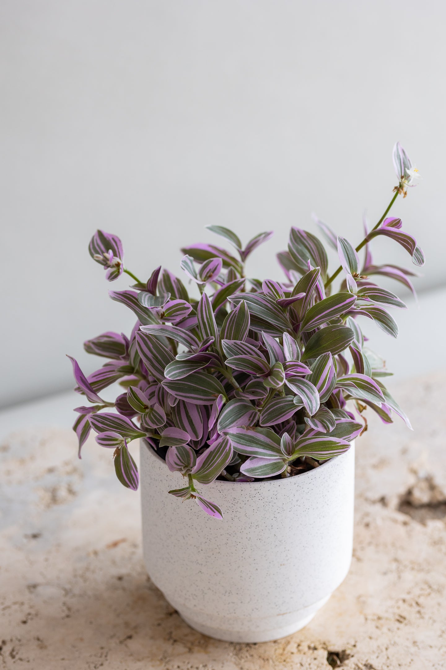 TRADESCANTIA SWEETNESS