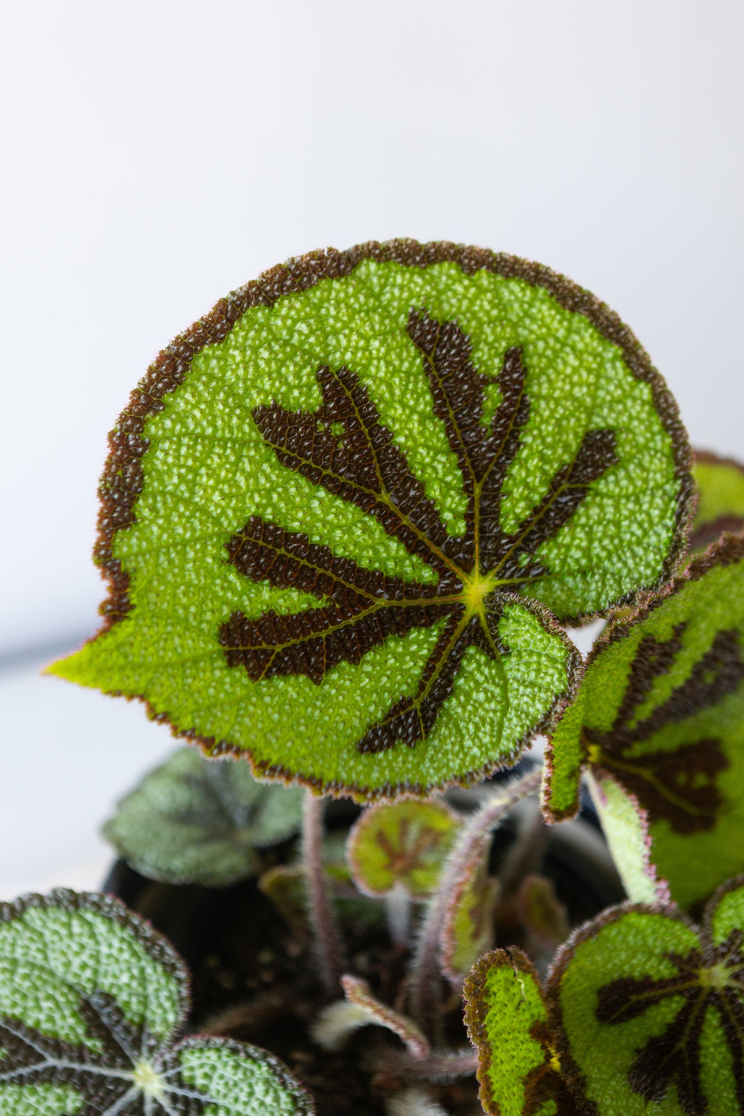 BEGONIA MOUNTAIN PLANT