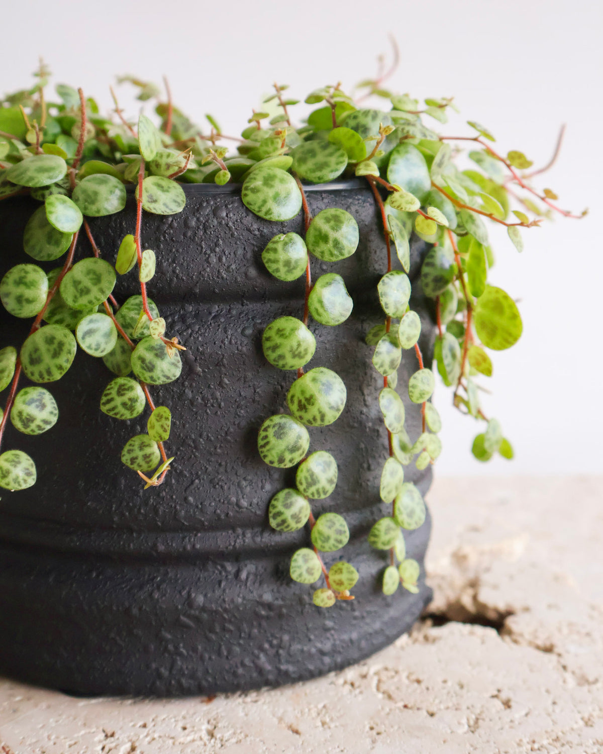 STRING OF TURTLES PLANT