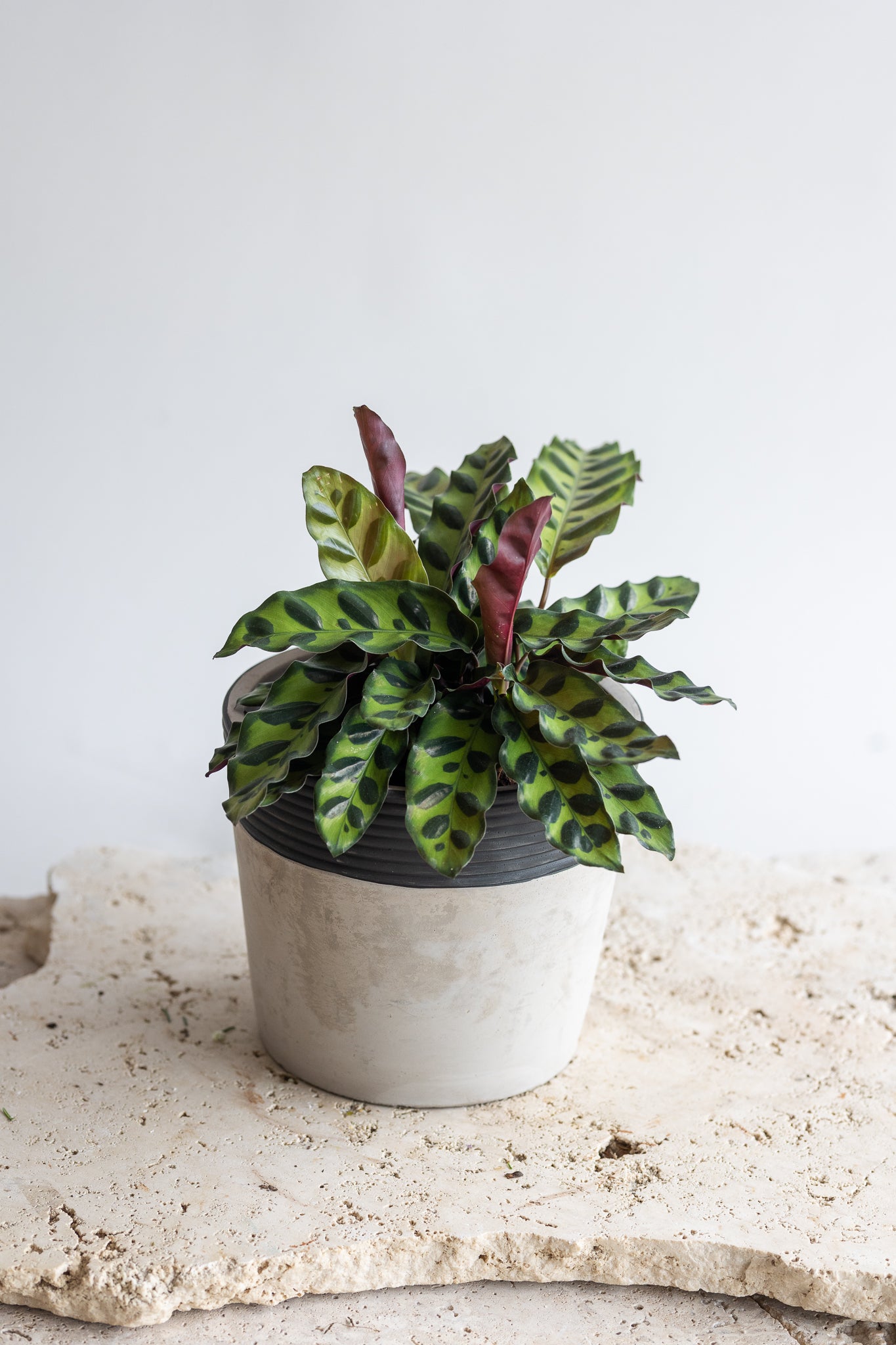 CALATHEA INSIGNIS PLANT