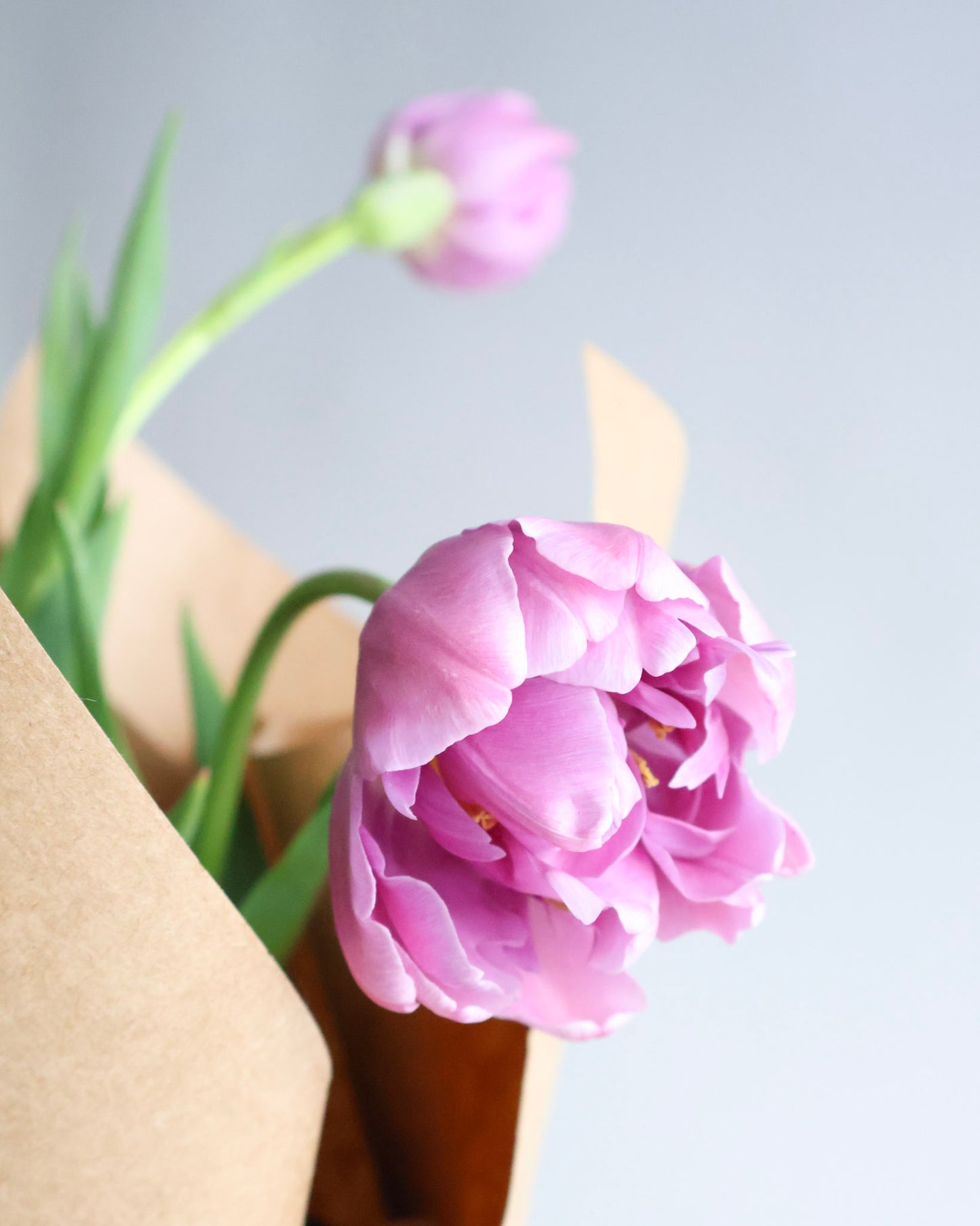 WEEKEND SPECIAL: POTTED PEONY TULIPS PLANT