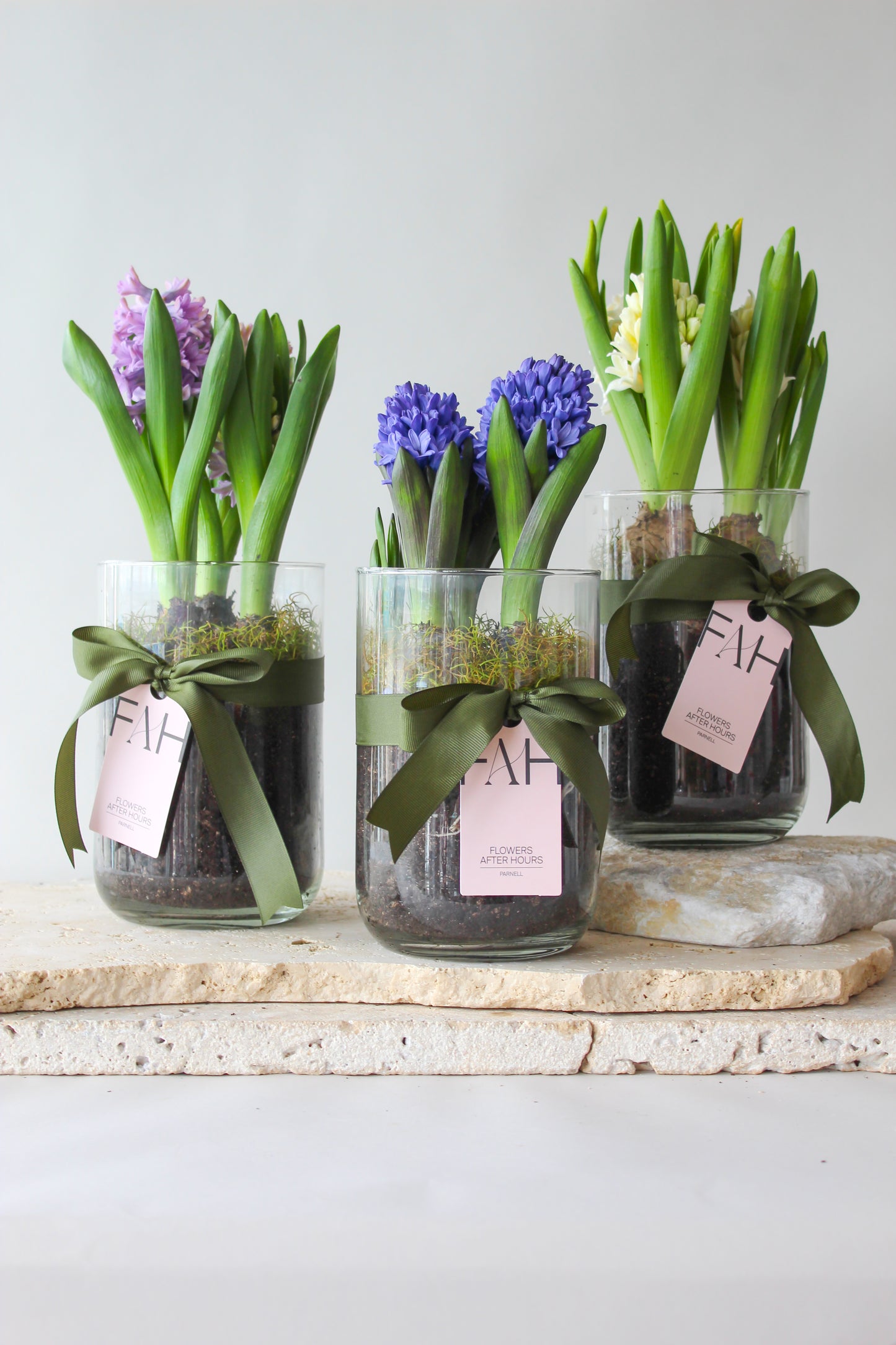 HYACINTH PLANTS