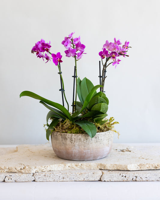 MARRON PINK ORCHID BOWL