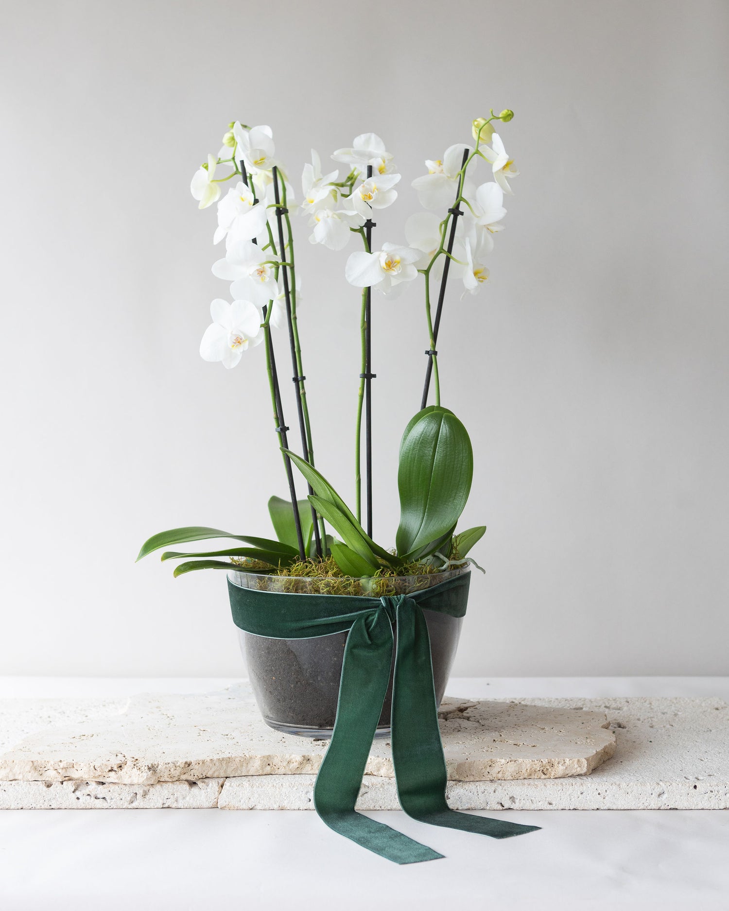 PHALAENOPSIS ORCHIDS - Flowers After Hours