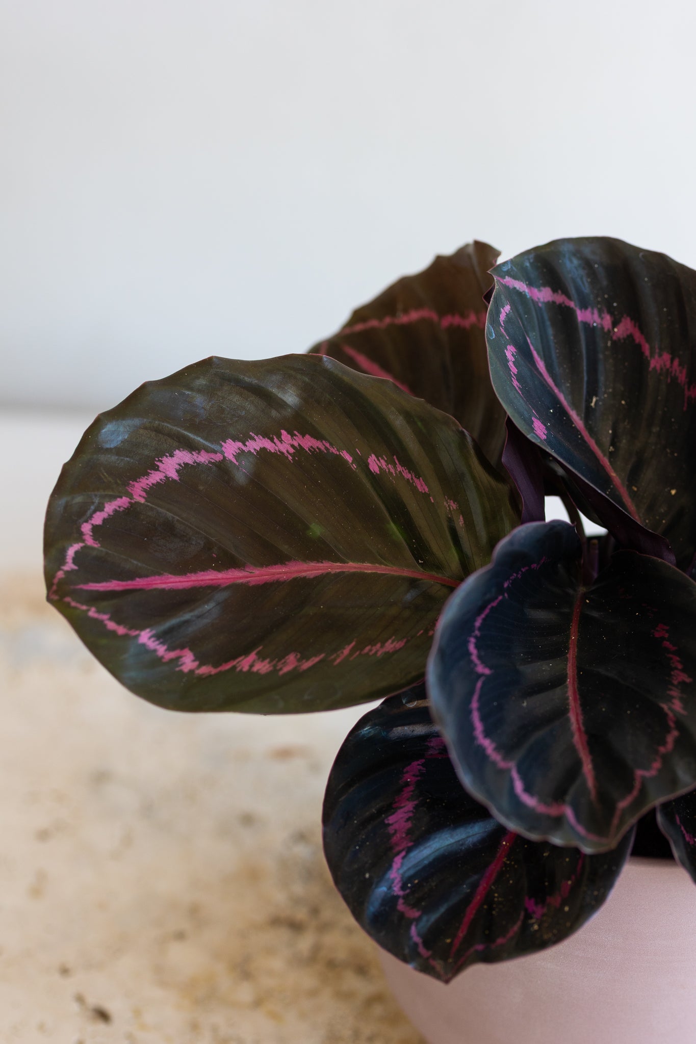 CALATHEA DOTTIE