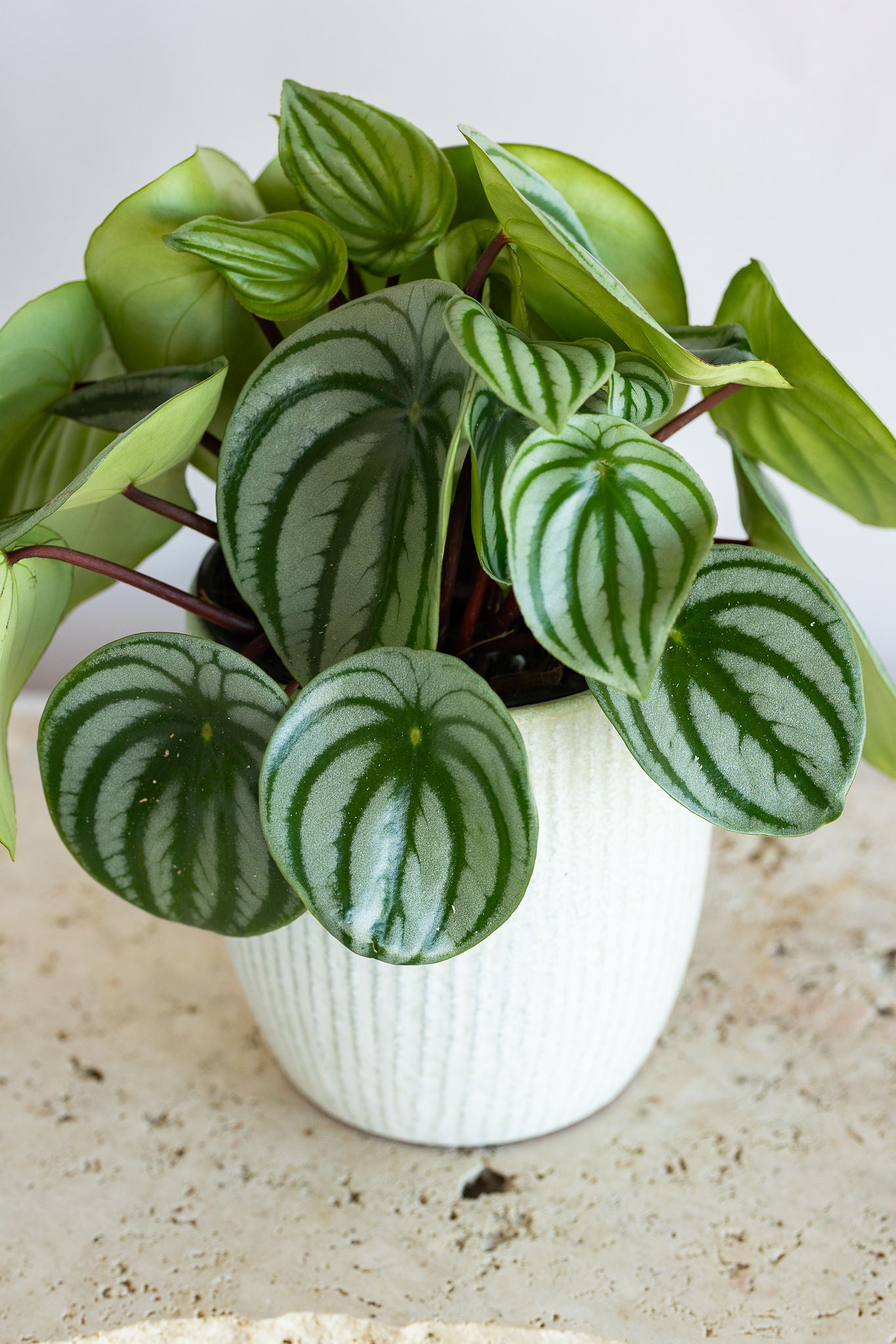 PEPEROMIA WATERMELON PLANT