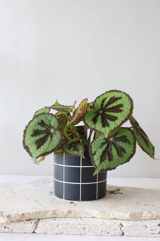 BEGONIA MOUNTAIN PLANT