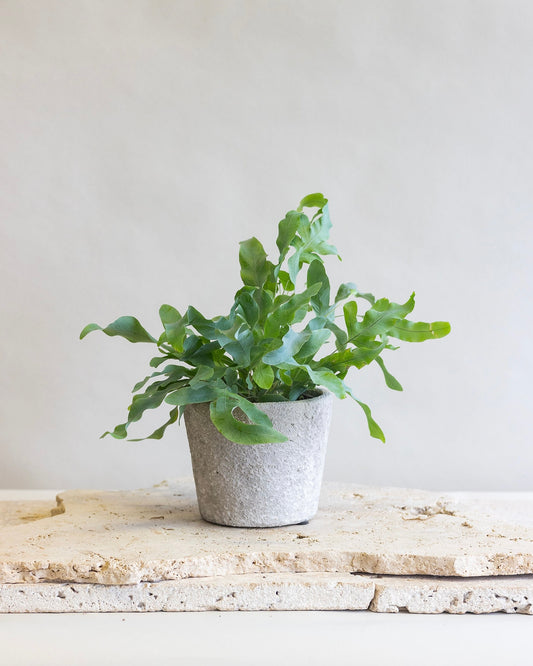 PETITE BLUE STAR FERN PLANT