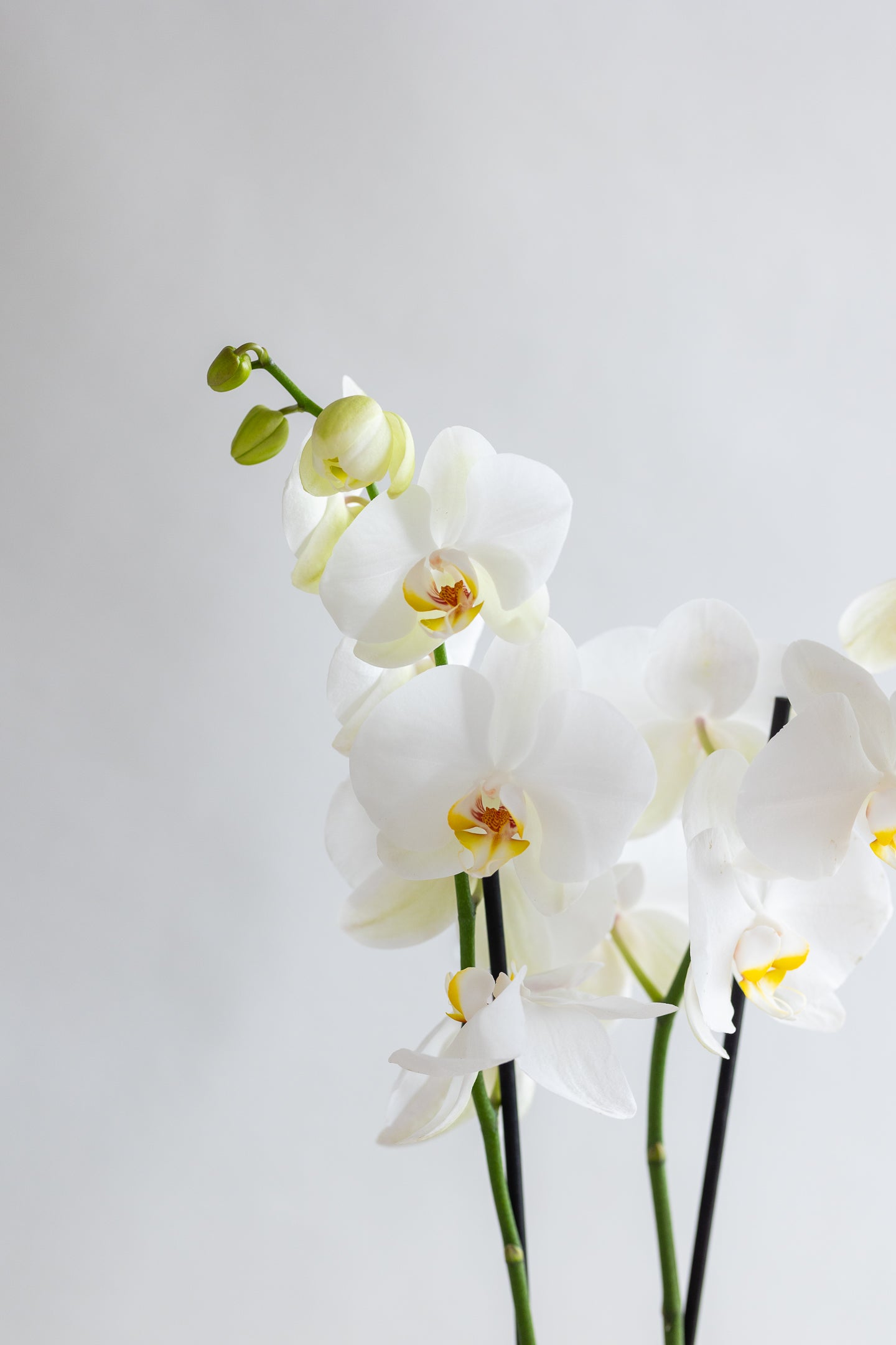 DOUBLE STEM PHALAENOPIS PLANT: WHITE