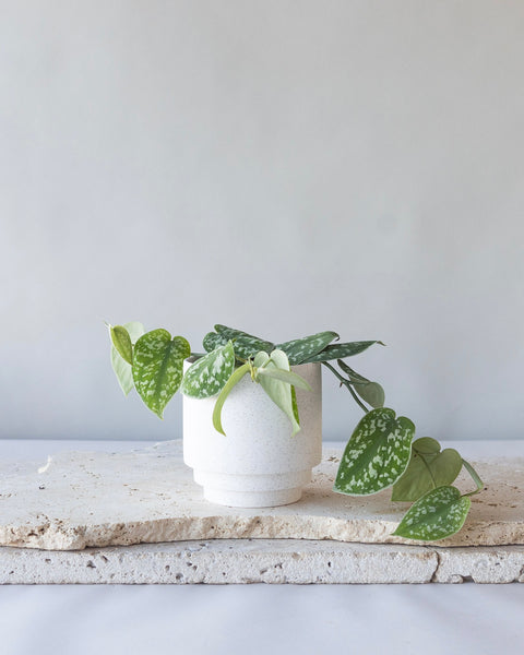 satin pothos buy online SATIN POTHOS PLANT Order Online Now