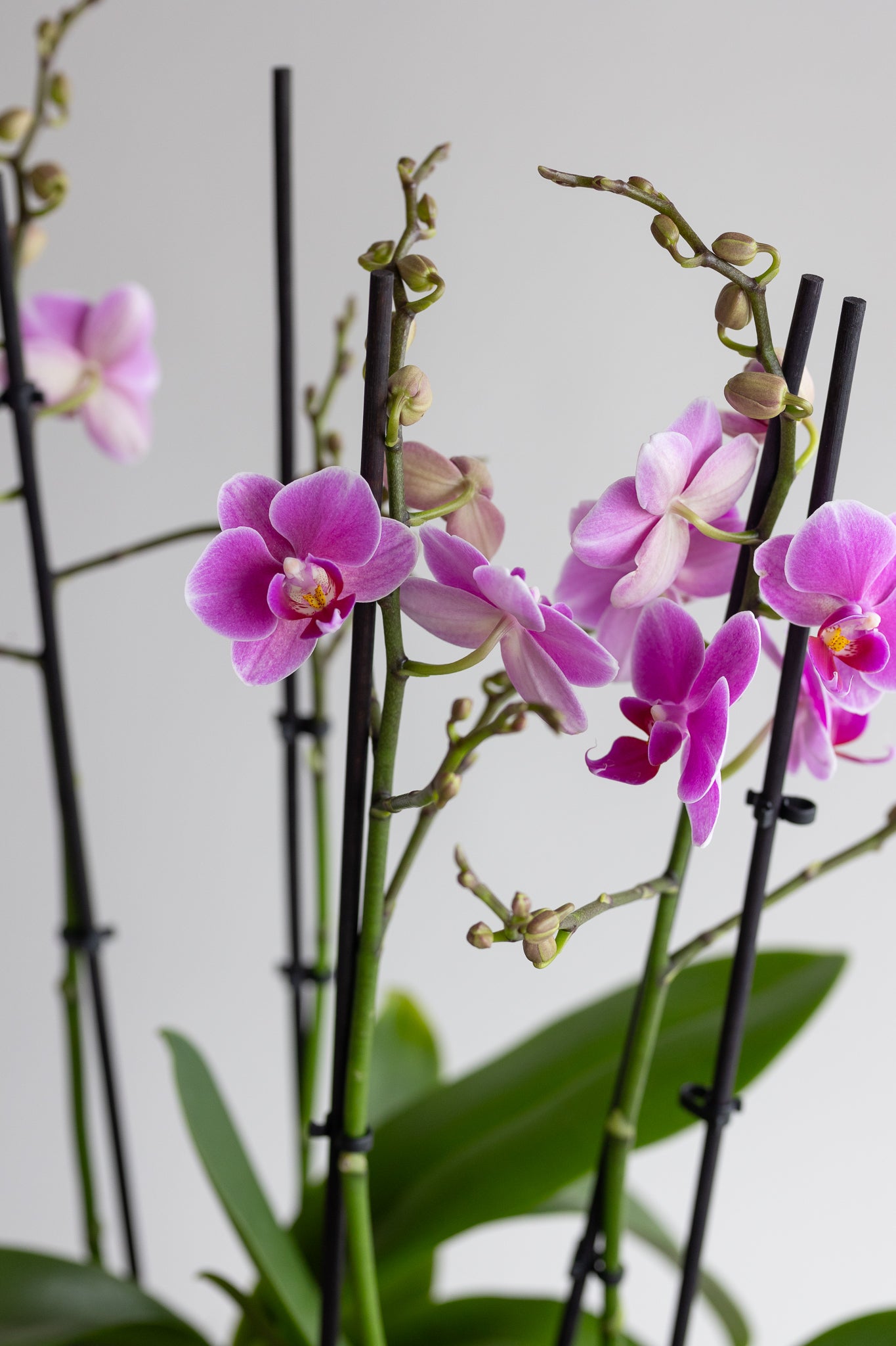 THE MAISON ORCHID BOWL
