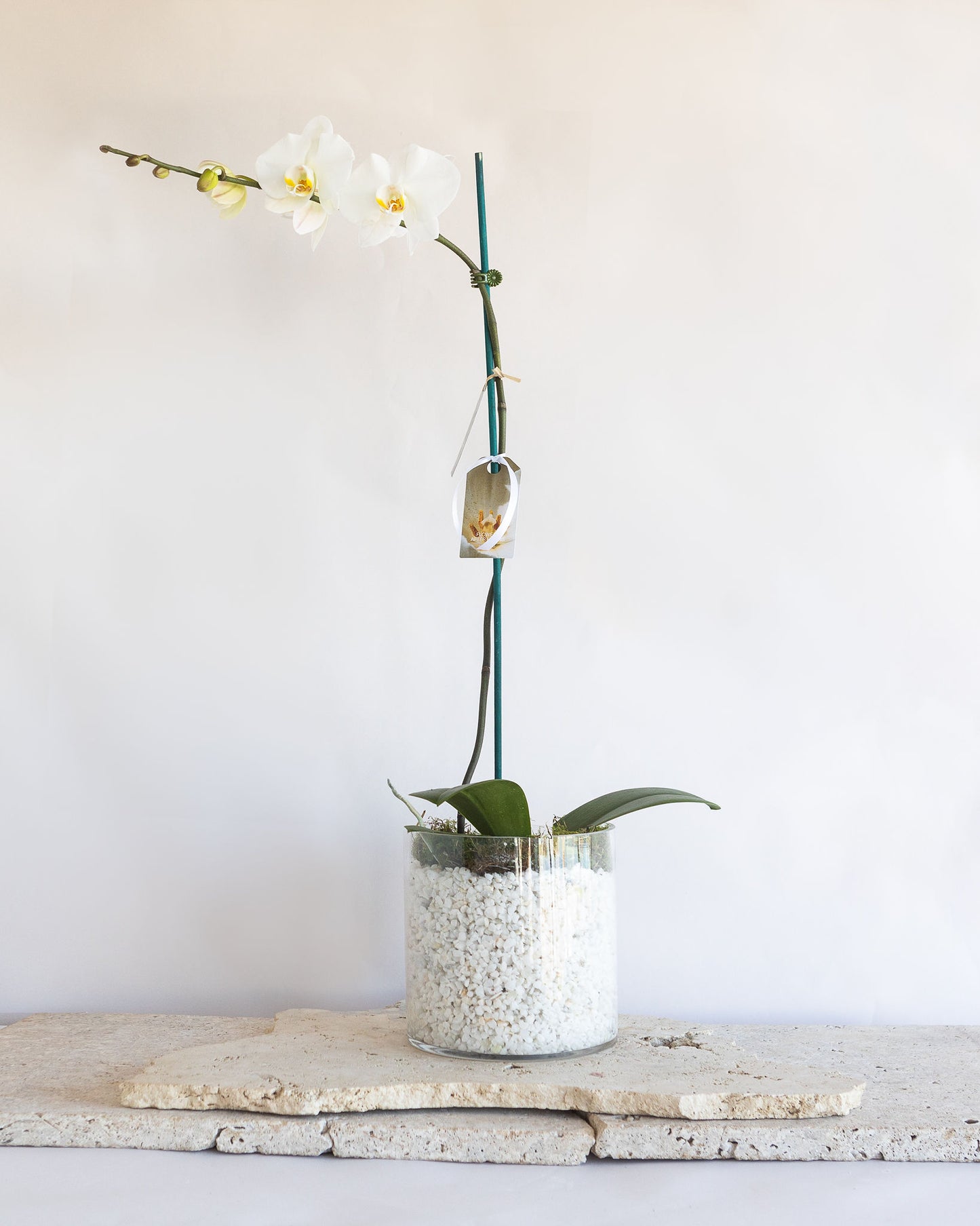 LARGE PHALAENOPIS ORCHID PLANT: WHITE