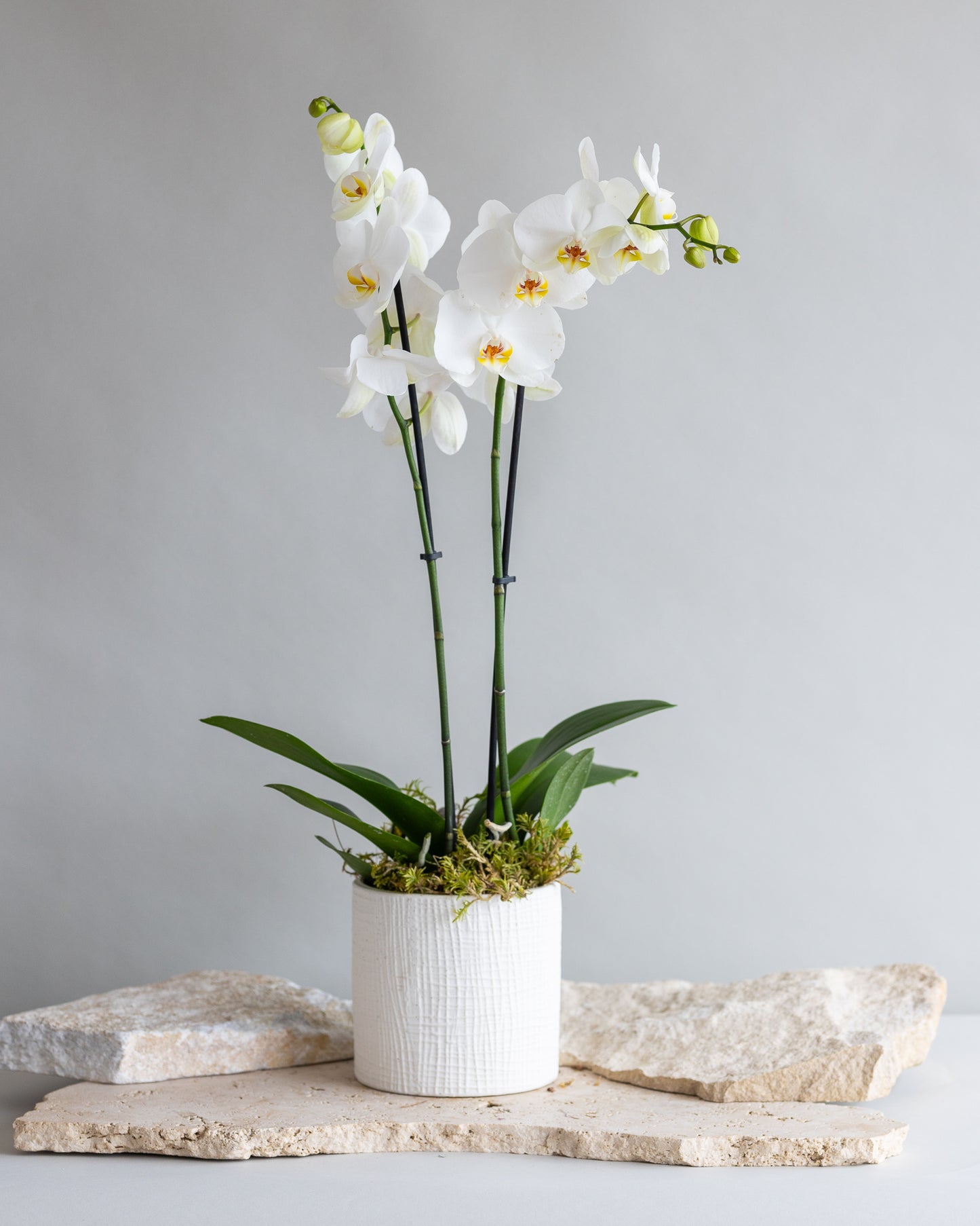 DOUBLE STEM PHALAENOPIS PLANT: WHITE