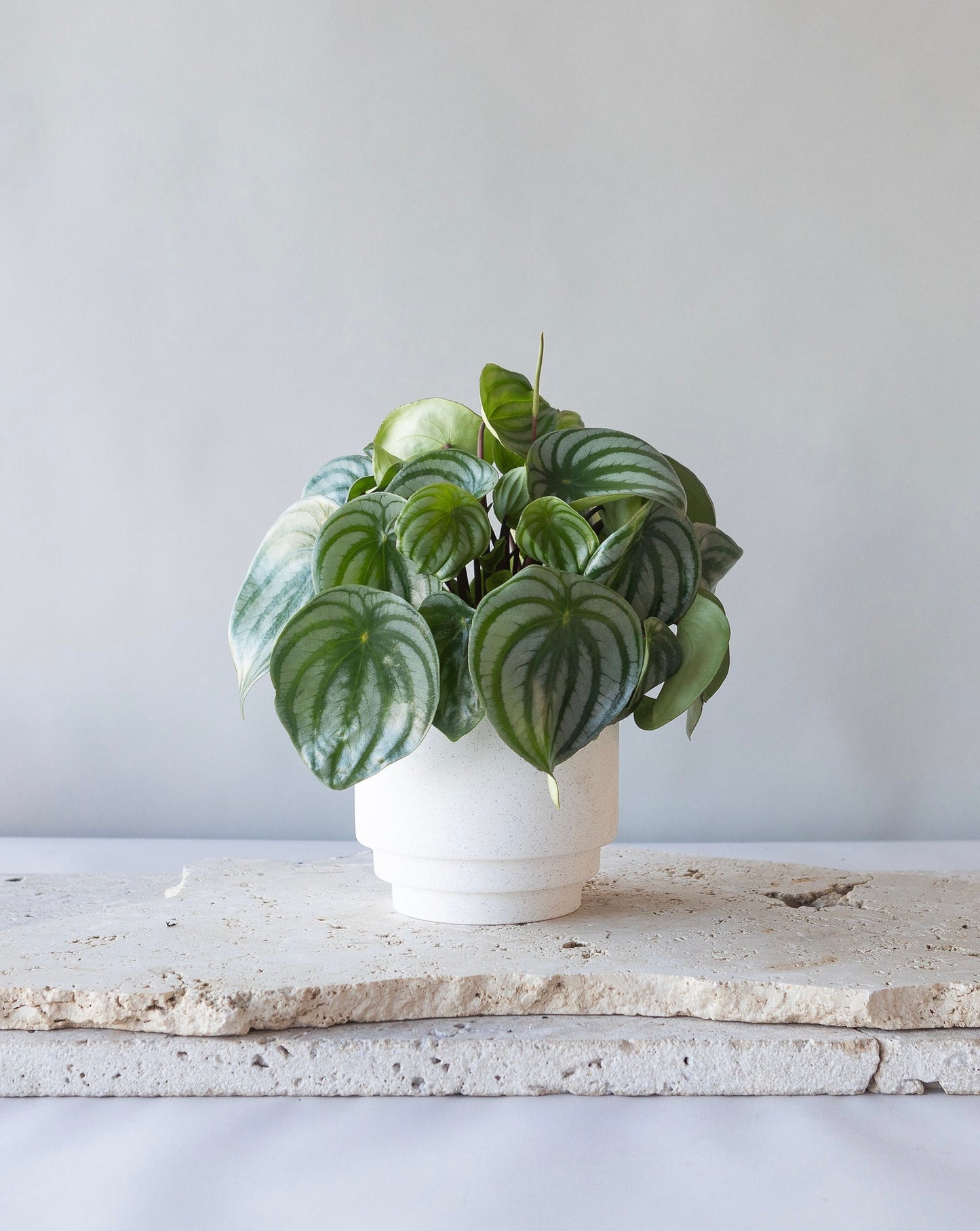 PEPEROMIA WATERMELON PLANT