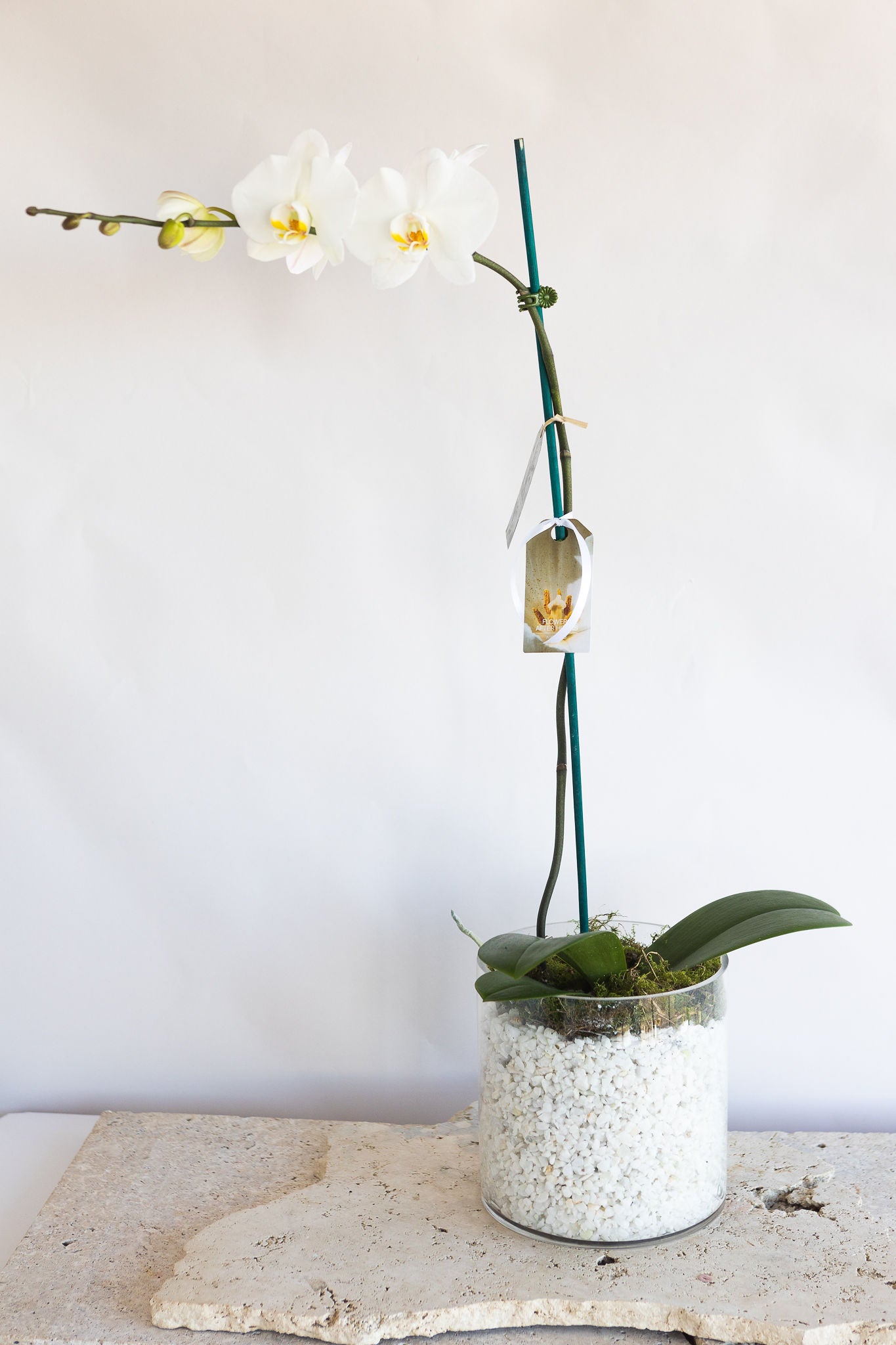 LARGE PHALAENOPIS ORCHID PLANT: WHITE
