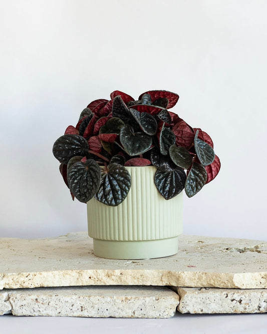 WEEKEND SPECIAL: PEPEROMIA 'CHOCOLAT' PLANT IN SAGE CERAMIC POT