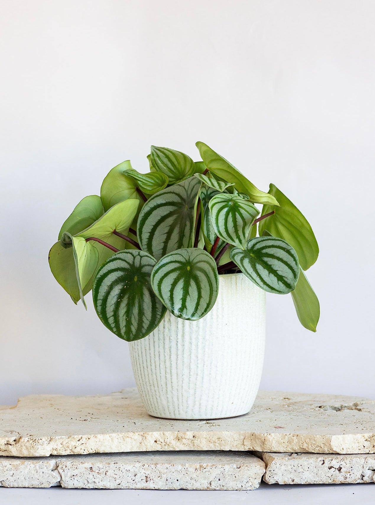 NEWEST PRODUCTS - Flowers After Hours