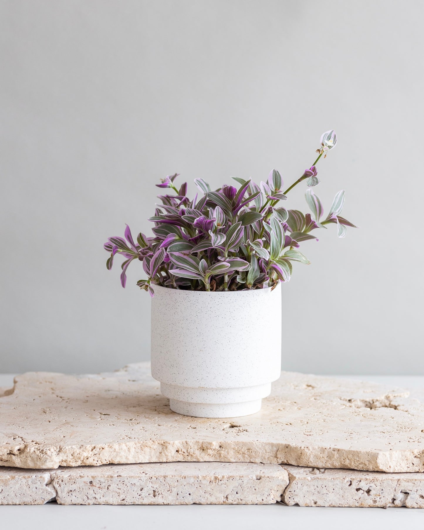 TRADESCANTIA SWEETNESS