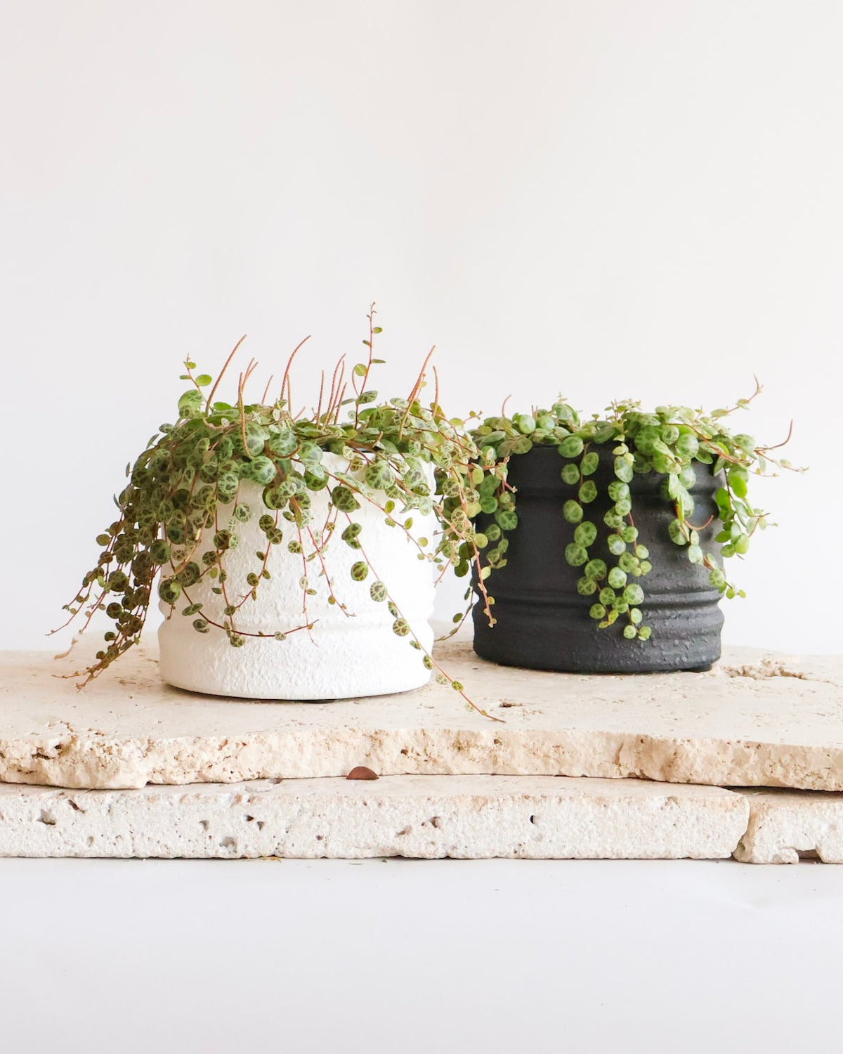 NEWEST PRODUCTS - Flowers After Hours