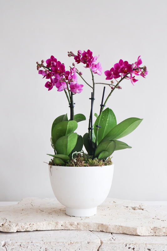 WEEKEND SPECIAL: MAGENTA ORCHID BOWL