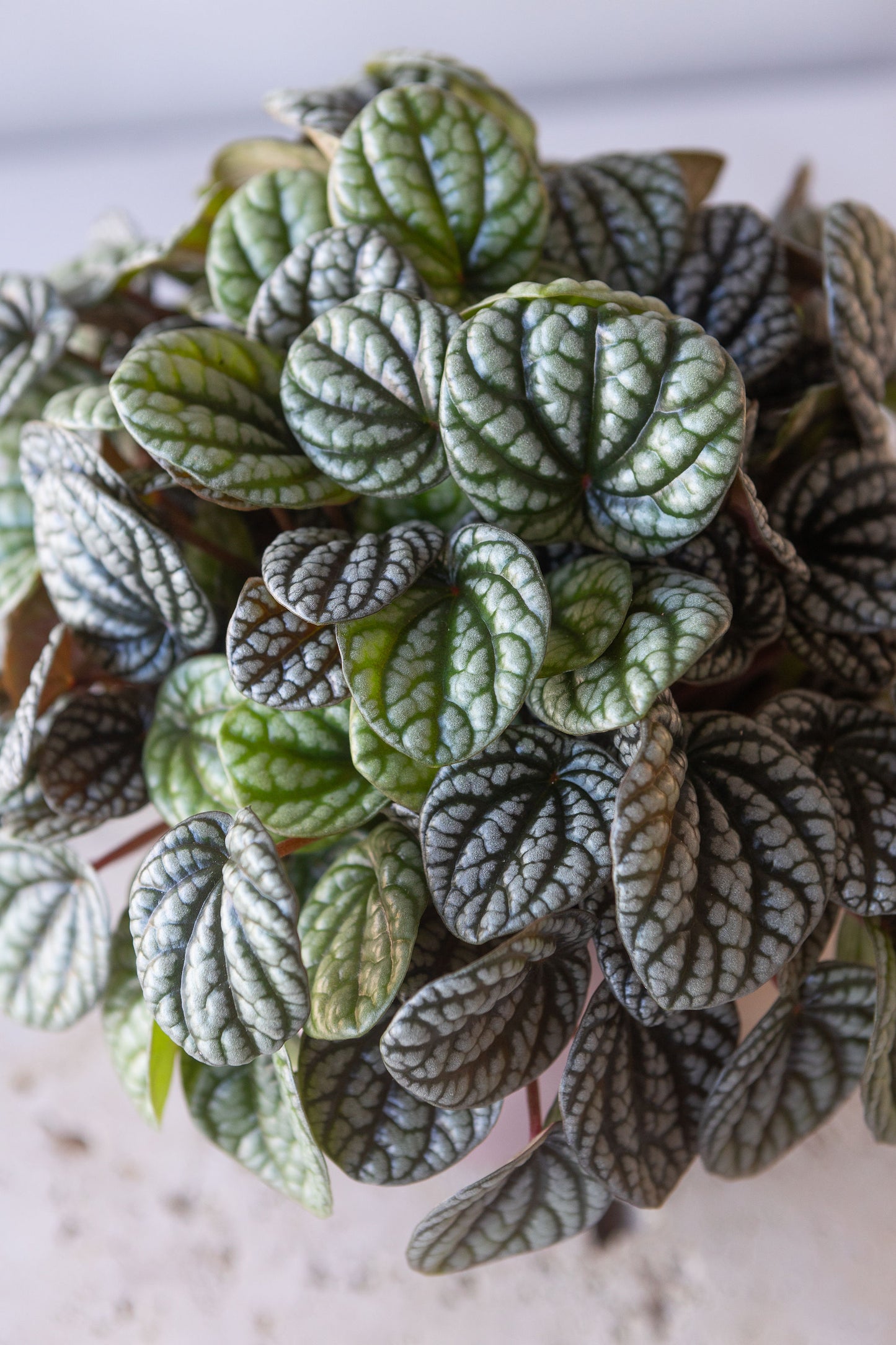 PEPEROMIA BURBELLA PLANT