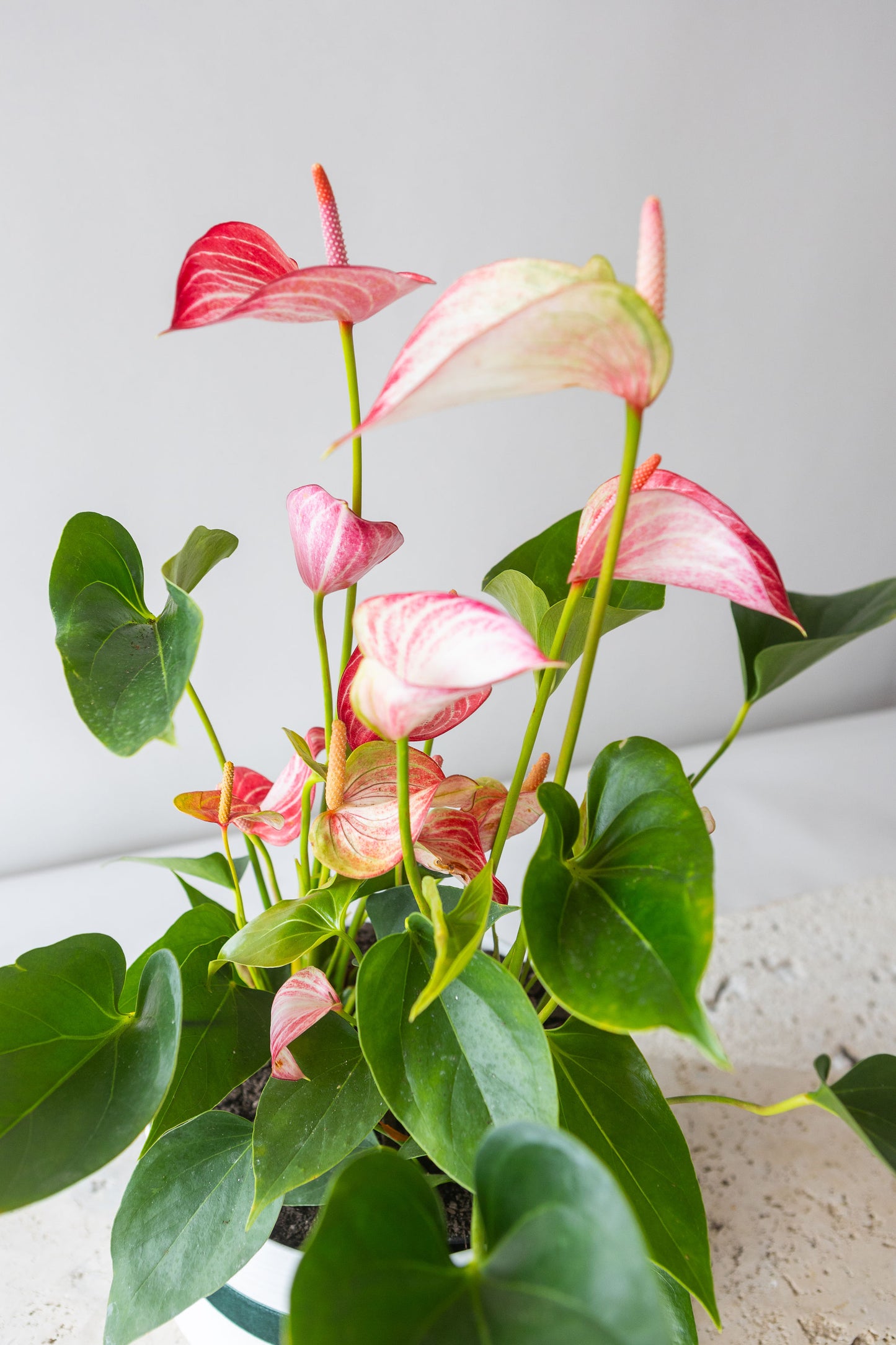 ANTHURIUM LIVIUM