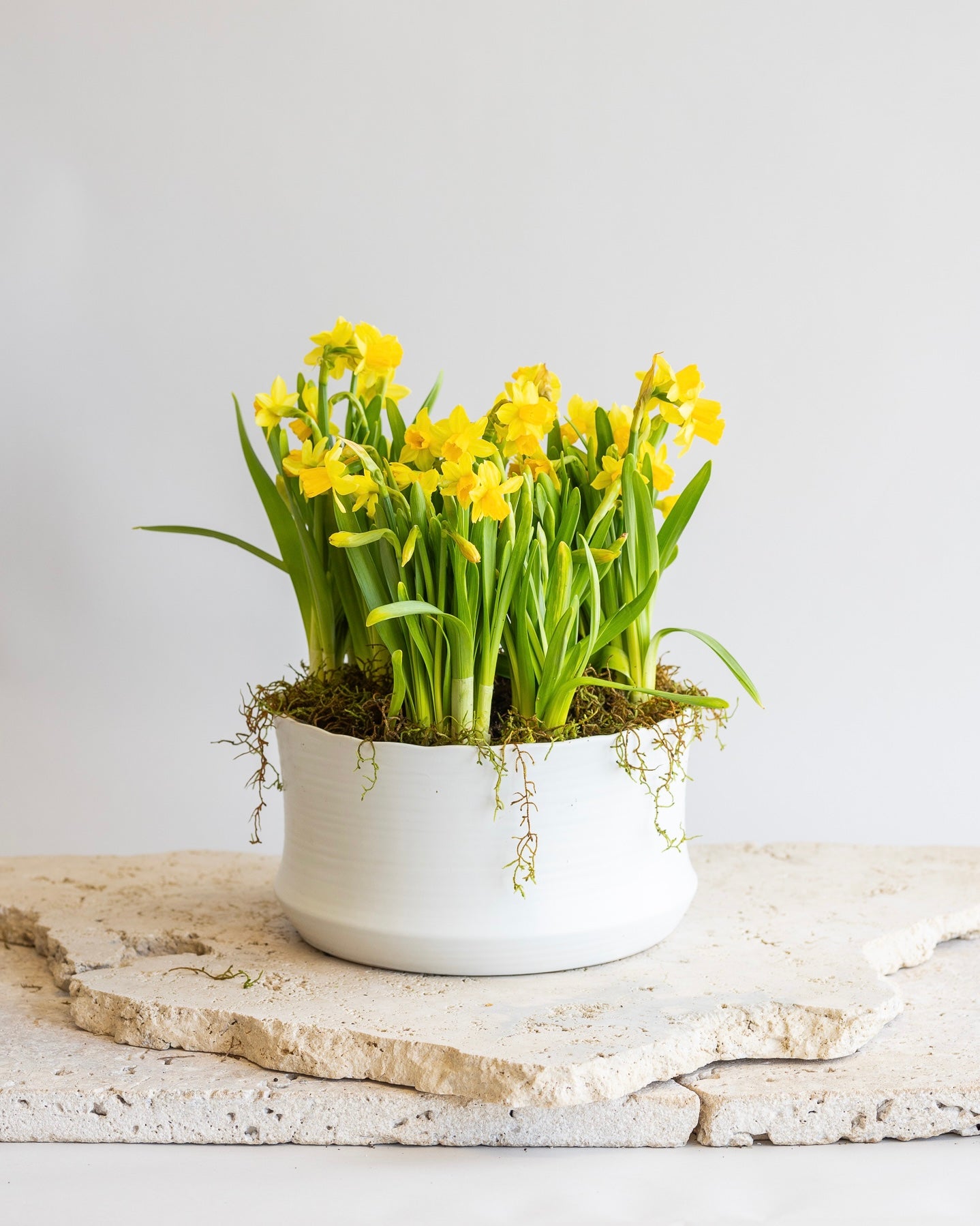 TÊTE-À-TÊTE TRIPLE DAFFODIL BOWL