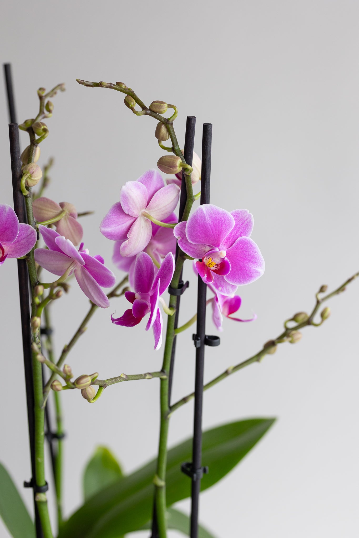 THE MAISON ORCHID BOWL