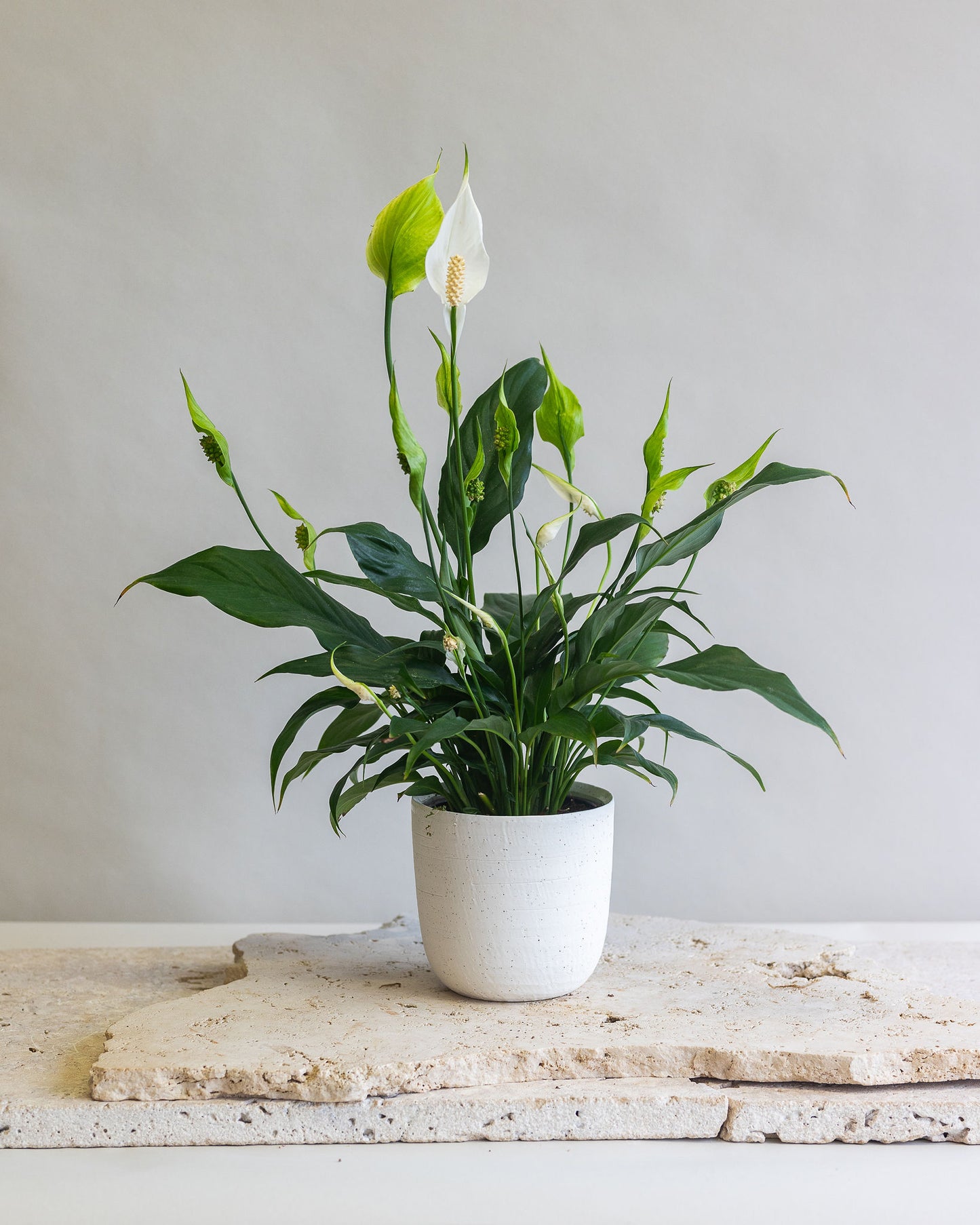 SPATHIPHYLLUM ‘SUNSHINE GIRL’ PLANT