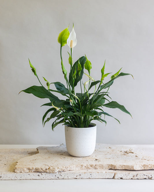 SPATHIPHYLLUM ‘SUNSHINE GIRL’ PLANT